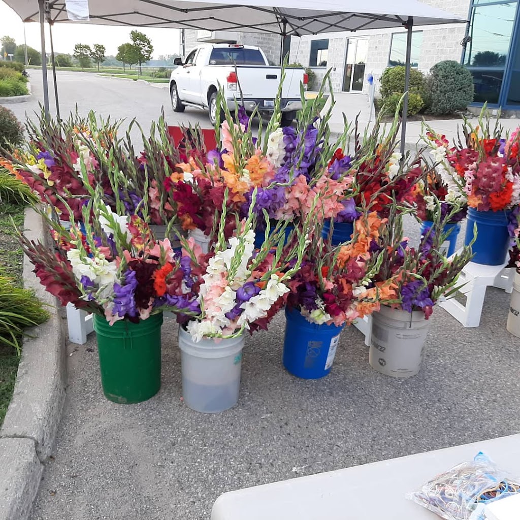 The Crazy Glad Lady | 4667 Perth County Line 20, Saint Pauls Station, ON N0K 1V0, Canada | Phone: (519) 393-6038