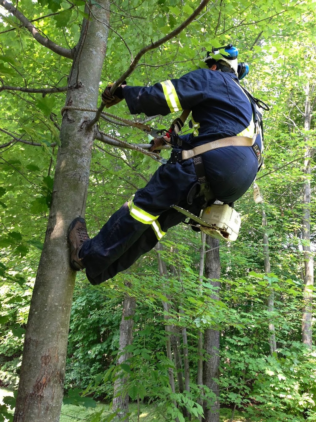 Émondage des Cantons | 430 Chem. de la Montagne, Sainte-Catherine-de-Hatley, QC J0B 1W0, Canada | Phone: (819) 679-4803