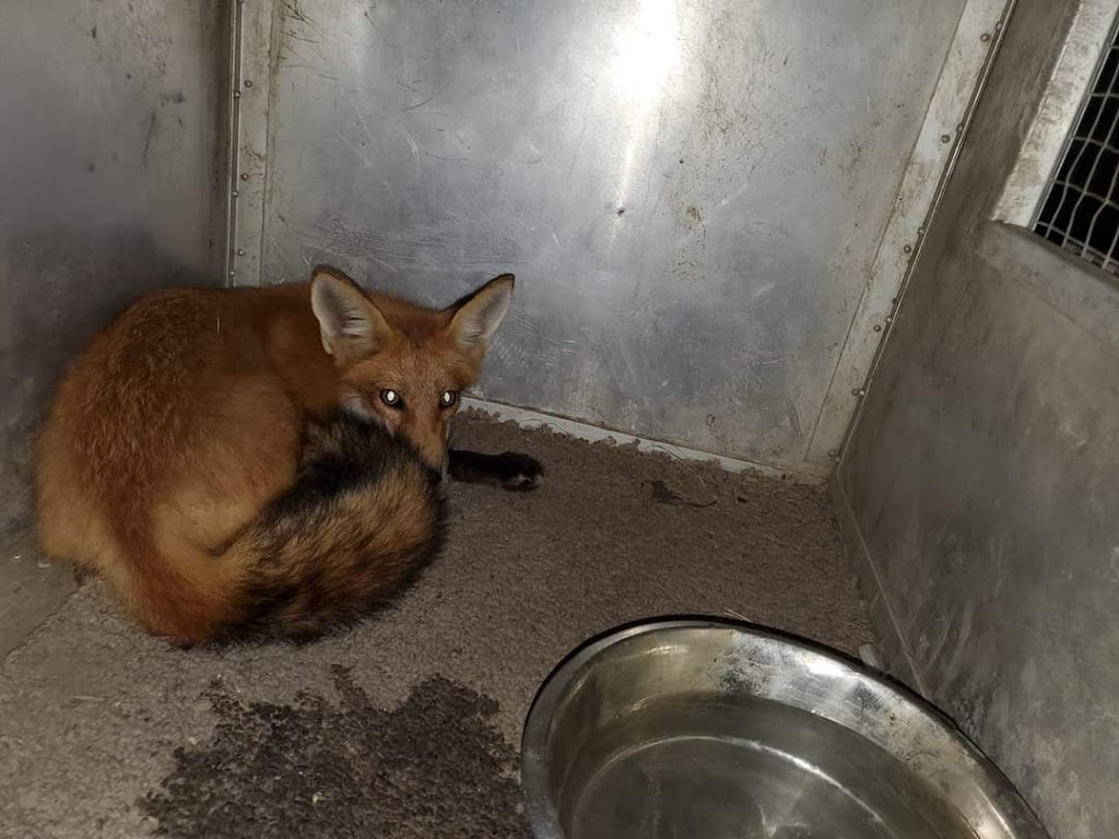 Top gun wildlife services | Deseronto Rd, Marysville, ON K0K 2N0, Canada | Phone: (613) 661-5686