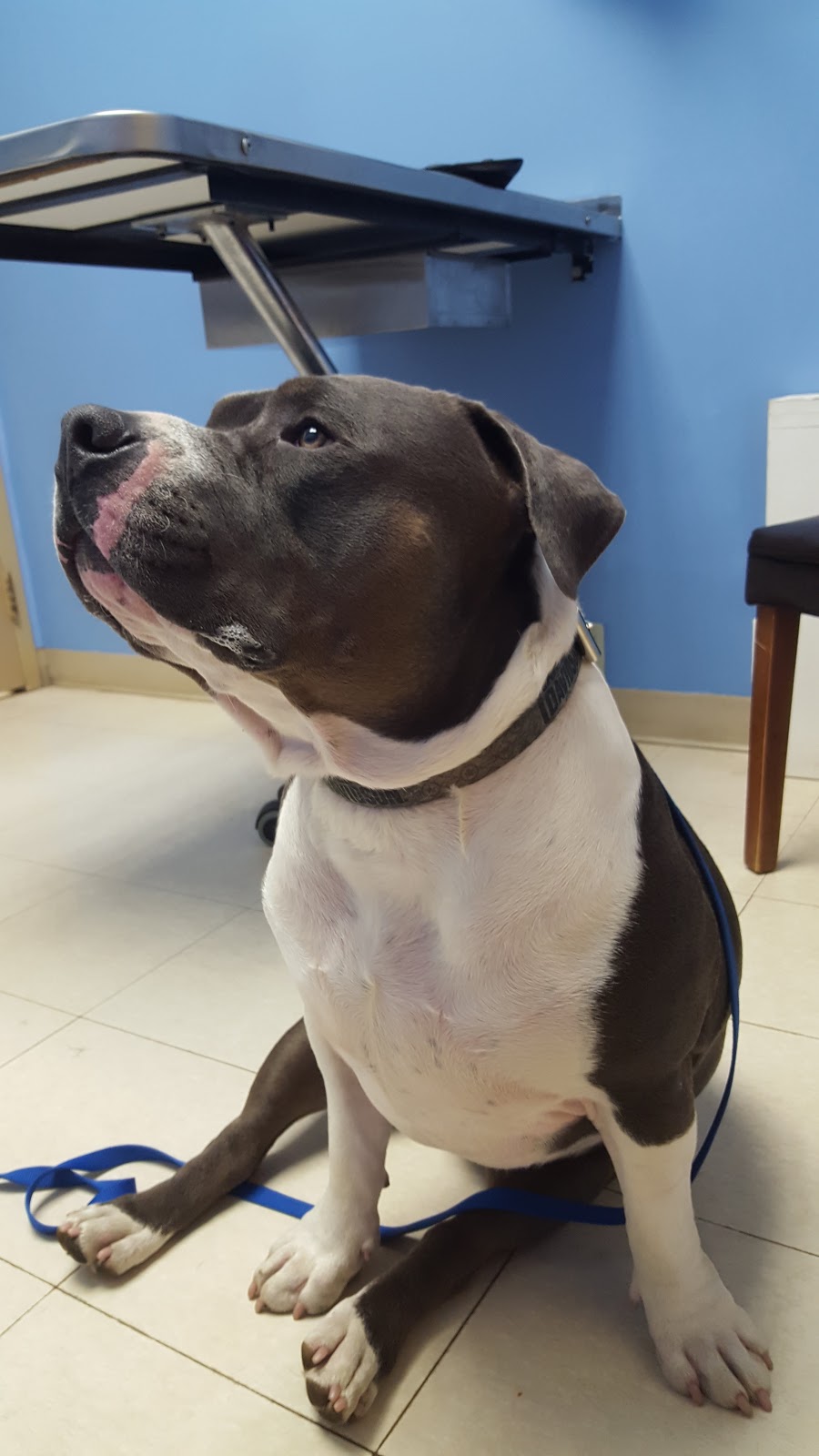 Queensway West Animal Hospital | 60 Colchester Square, Kanata, ON K2K 2Z9, Canada | Phone: (613) 271-8387