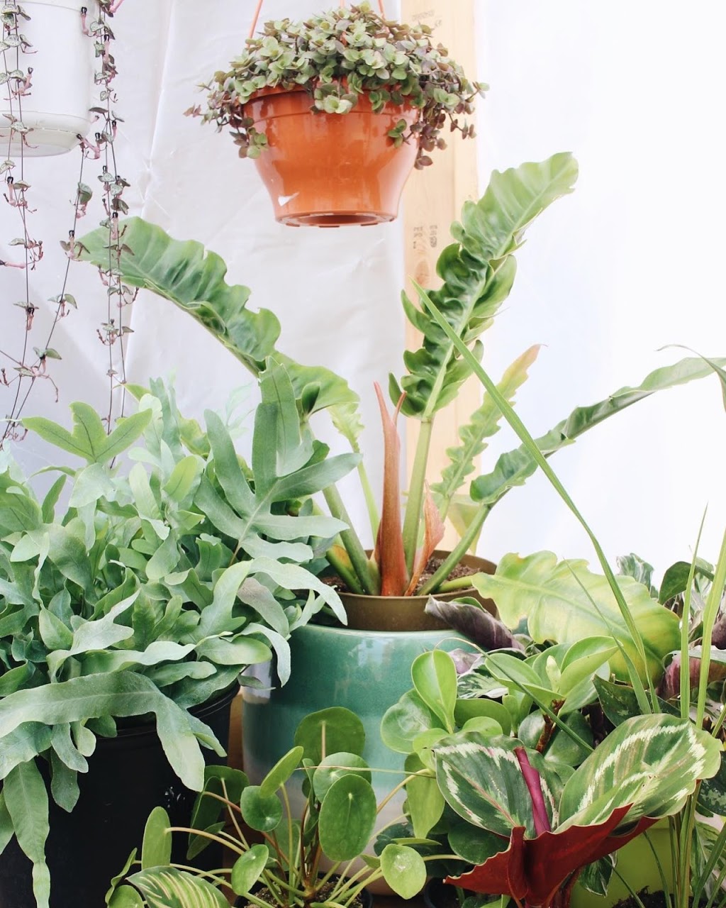 Grandmas Greenhouse | Surrey, BC V4P, Canada | Phone: (604) 868-3546