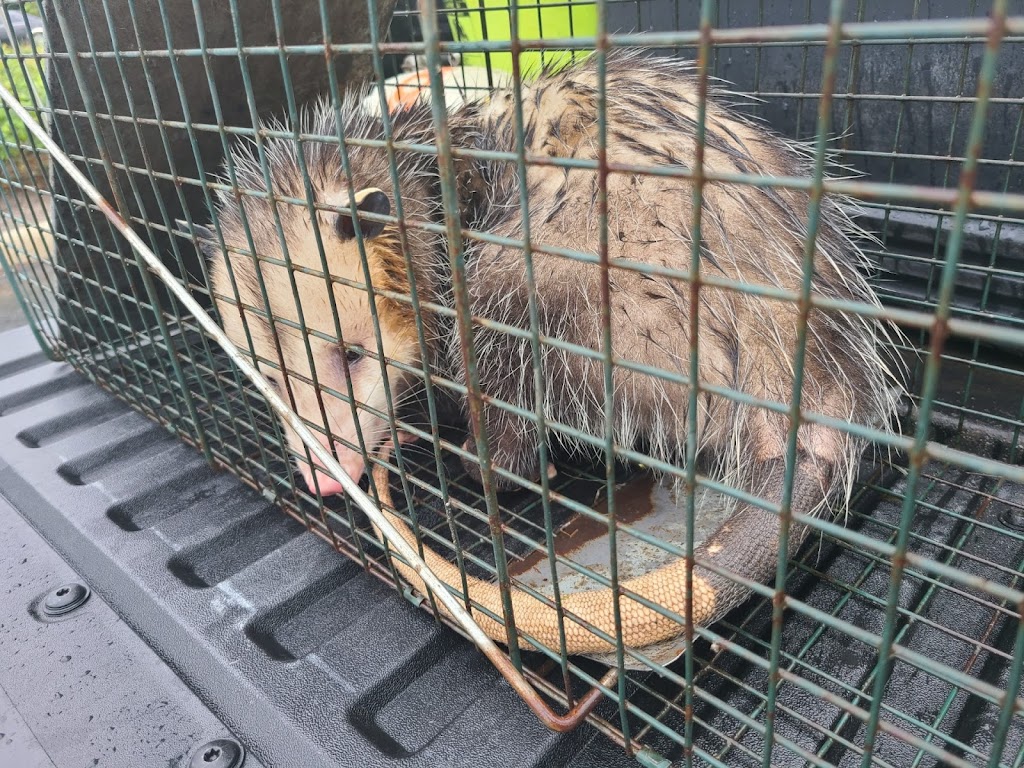 Toronto Wildlife Trappers | 17 Japonica Rd, Scarborough, ON M1R 4S1, Canada | Phone: (647) 952-1764