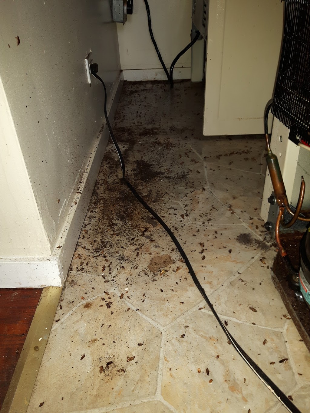Leader Pest Control | 10944 Collings Pl, Delta, BC V4C 7E6, Canada | Phone: (604) 589-1080