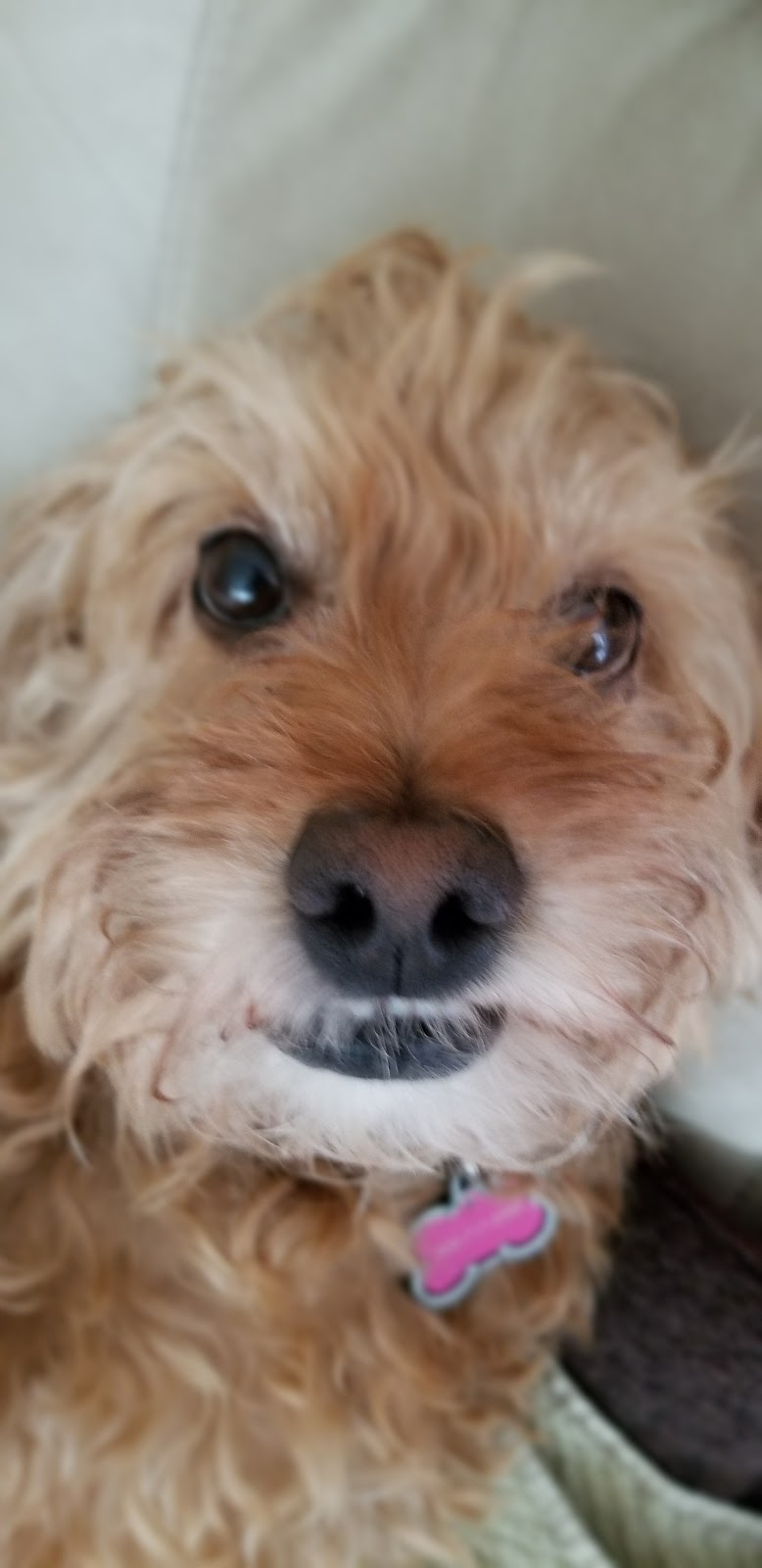Lisa’s pet care | Rosslinn Rd, Cambridge, ON N1S 3K1, Canada | Phone: (519) 716-6902