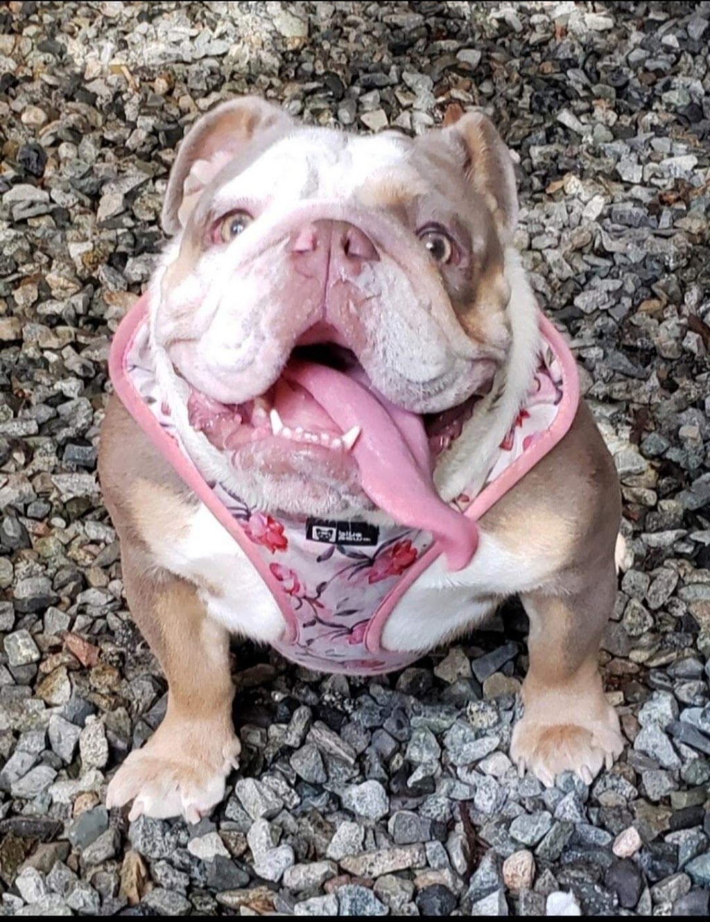 Cramatte Kennels | Mission,B.C, 13280 Sabo St, Mission, BC V4S 1L6, Canada | Phone: (604) 970-1587