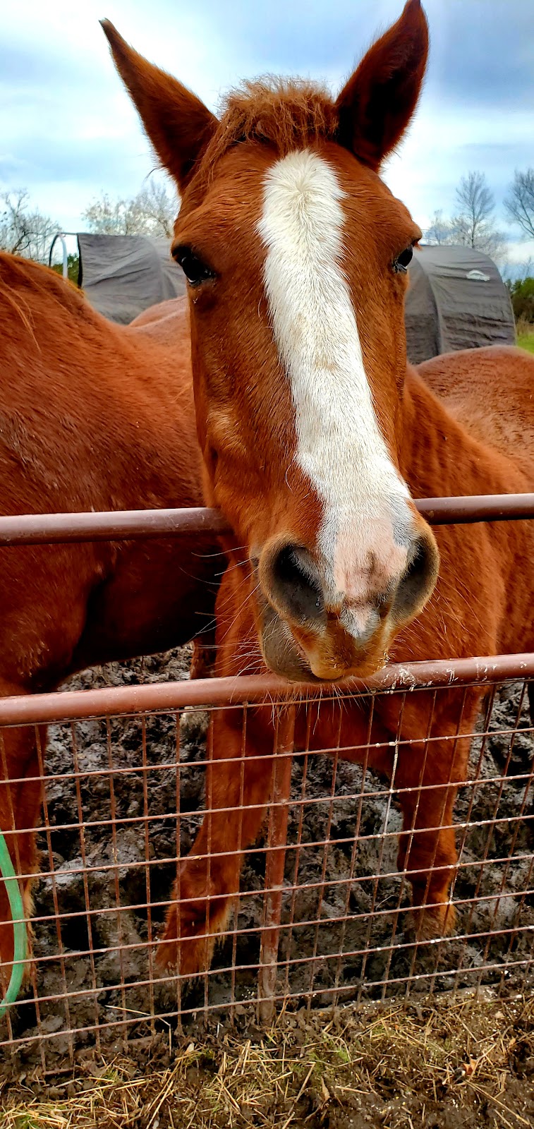 Kamp Kiki Animal Sanctuary | 782 Shannon Rd, Plainfield, ON K0K 2V0, Canada | Phone: (613) 391-9417