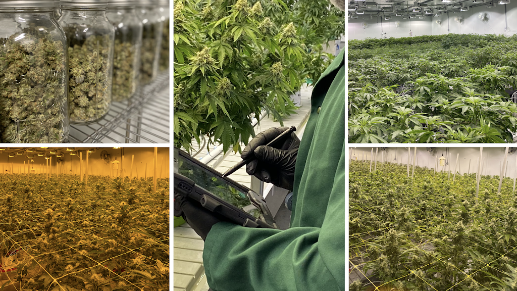 Cielo Verde Quebec Inc. | 243 Boul Hymus, Pointe-Claire, QC H9R 1G3, Canada | Phone: (514) 697-1010