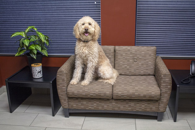 The Pet Hospital | 5302 50 St, Leduc, AB T9E 6Z6, Canada | Phone: (780) 986-3297
