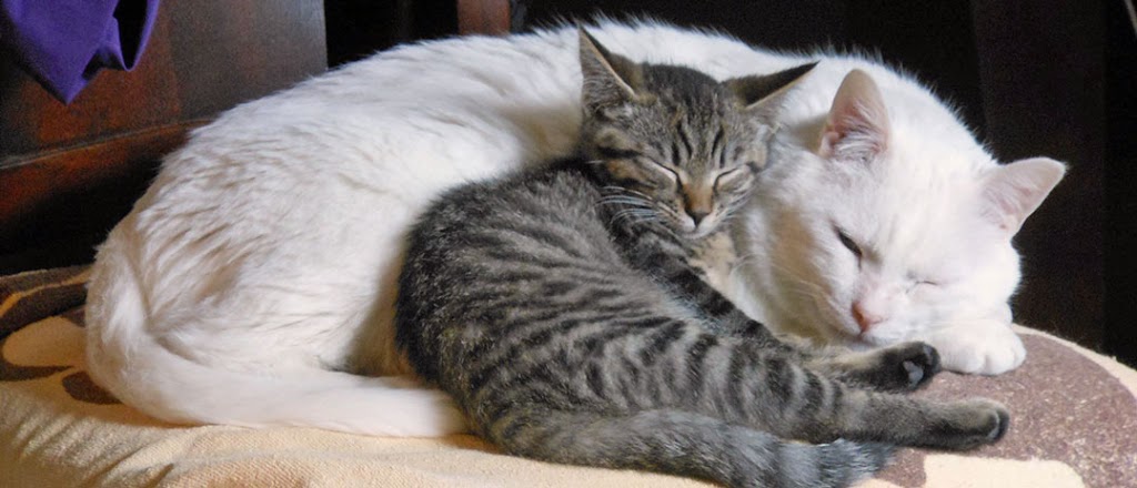 Lancaster Small Animal Hospital | 5156 Genesee St, Bowmansville, NY 14026, USA | Phone: (716) 681-3033
