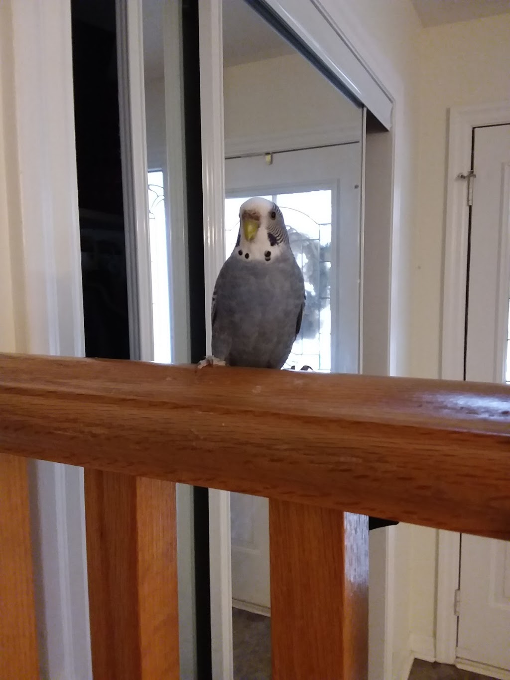 Joannas Pet Sitting | 5642 Rosaline Rd, Burlington, ON L7L 6T4, Canada | Phone: (289) 828-0679