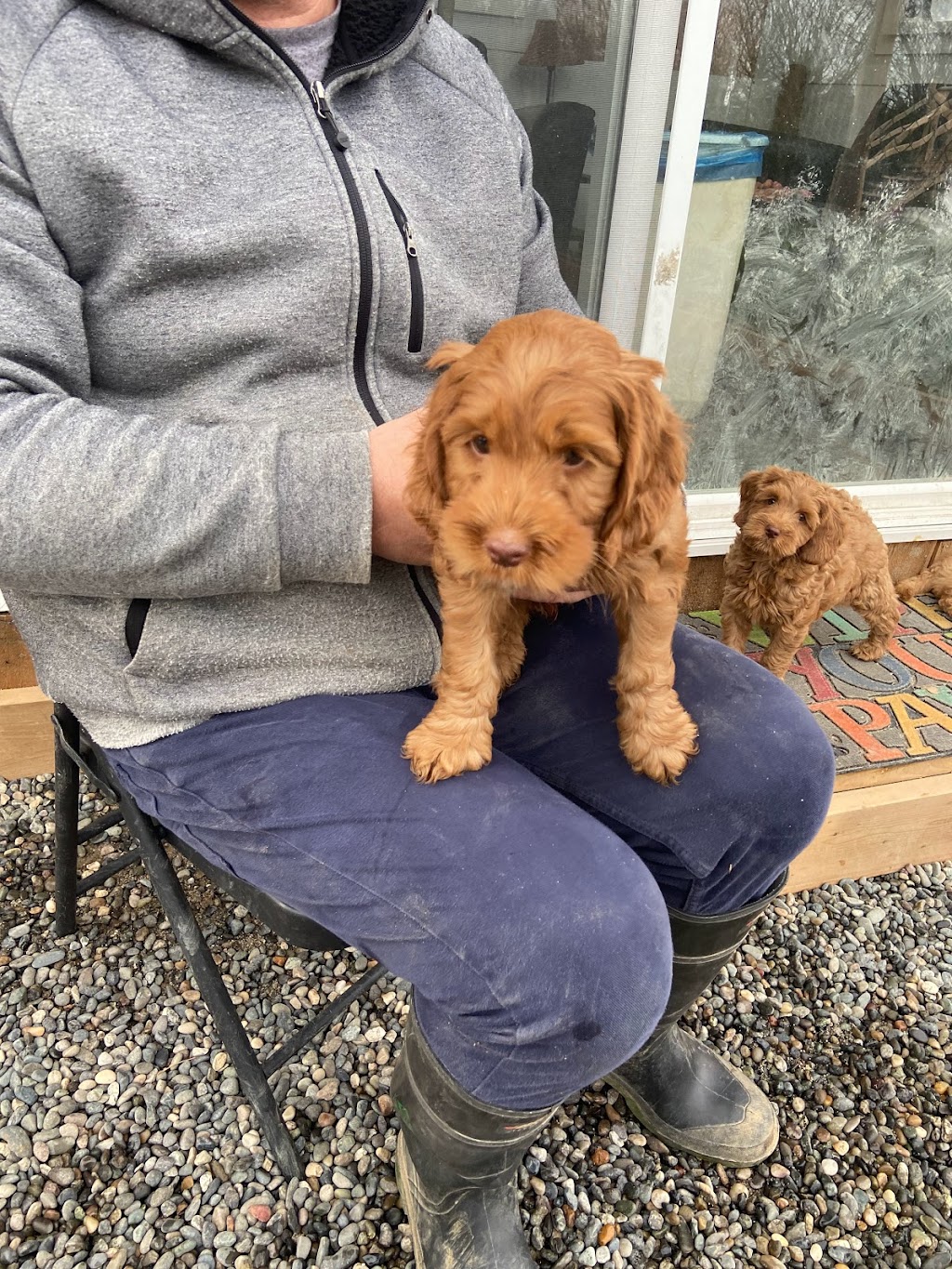 Greenheart Labradoodles | 46655 Bailey Rd, Chilliwack, BC V2R 4S8, Canada | Phone: (604) 793-8582