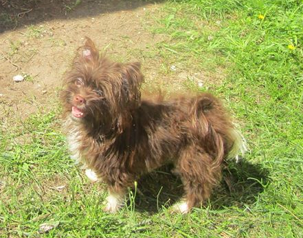 my lovely yorky | 273 Québec 116, Dosquet, QC G0S 1H0, Canada | Phone: (418) 728-0076