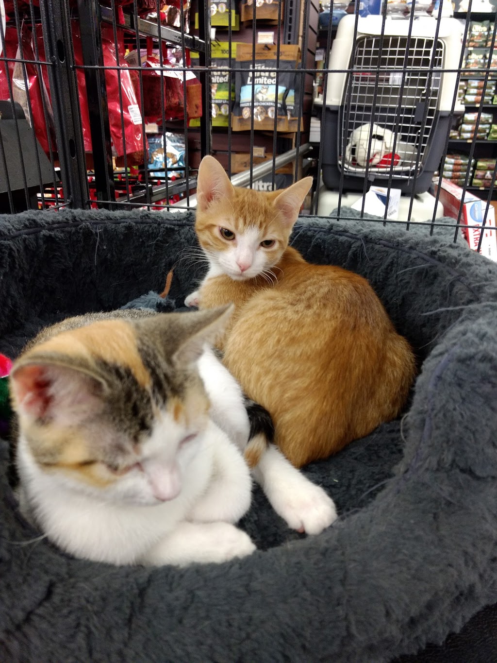 Pet Valu | 2210 Queen St E, Toronto, ON M4E 1E7, Canada | Phone: (416) 693-4456