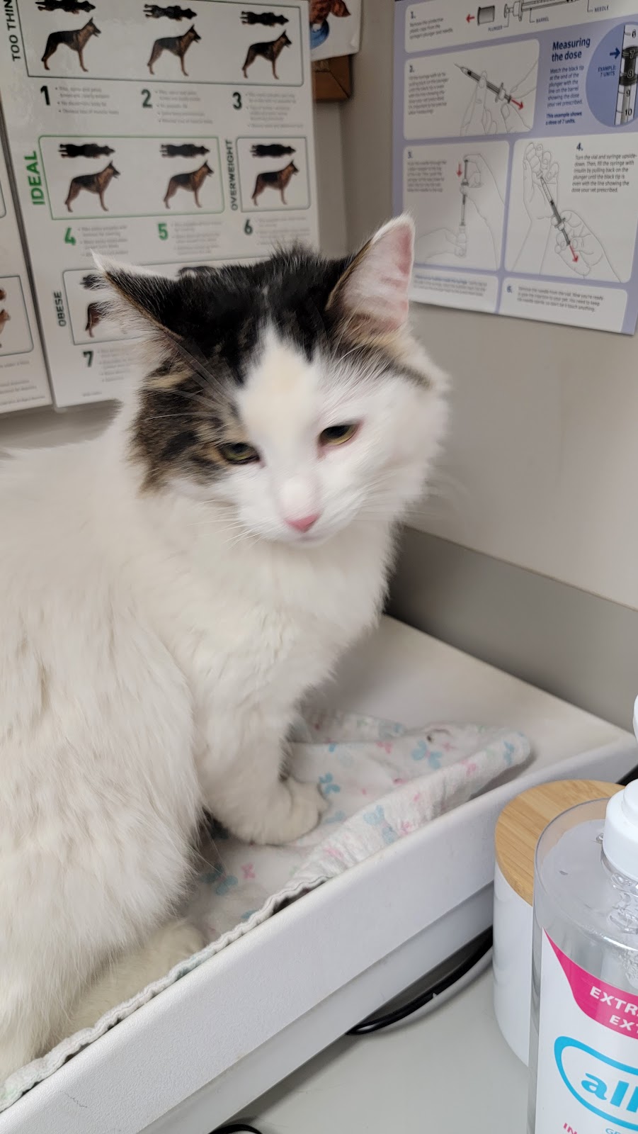 Invermere Veterinary Hospital | 4854 Athalmer Rd, Invermere, BC V0A 1K3, Canada | Phone: (250) 342-7007