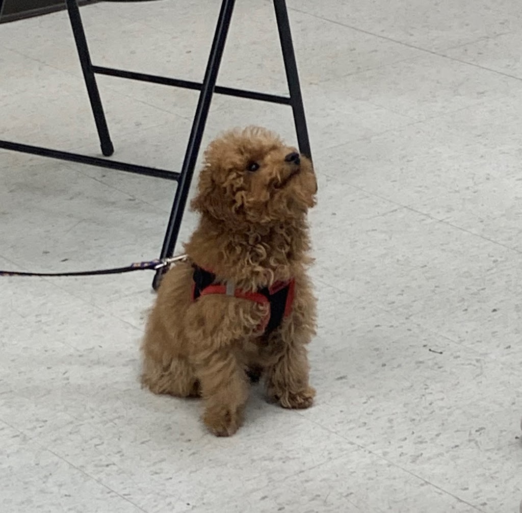 Pawsitive Solutions Dog Training | 5600 Centre St N, Calgary, AB T2K 0T3, Canada | Phone: (403) 467-9076