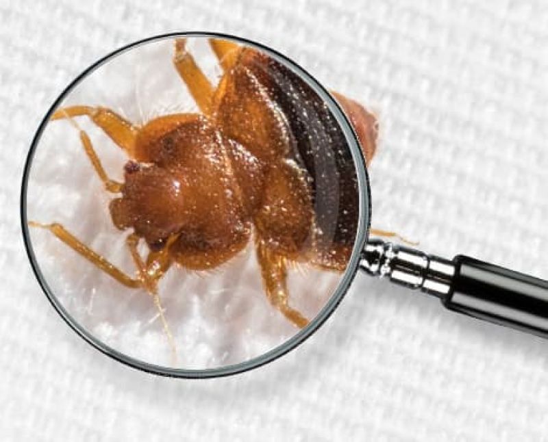 Integral XT Pest Control West Island | 2949 Rue Montcalm, Vaudreuil-Dorion, QC J7V 7W9, Canada | Phone: (855) 472-3352