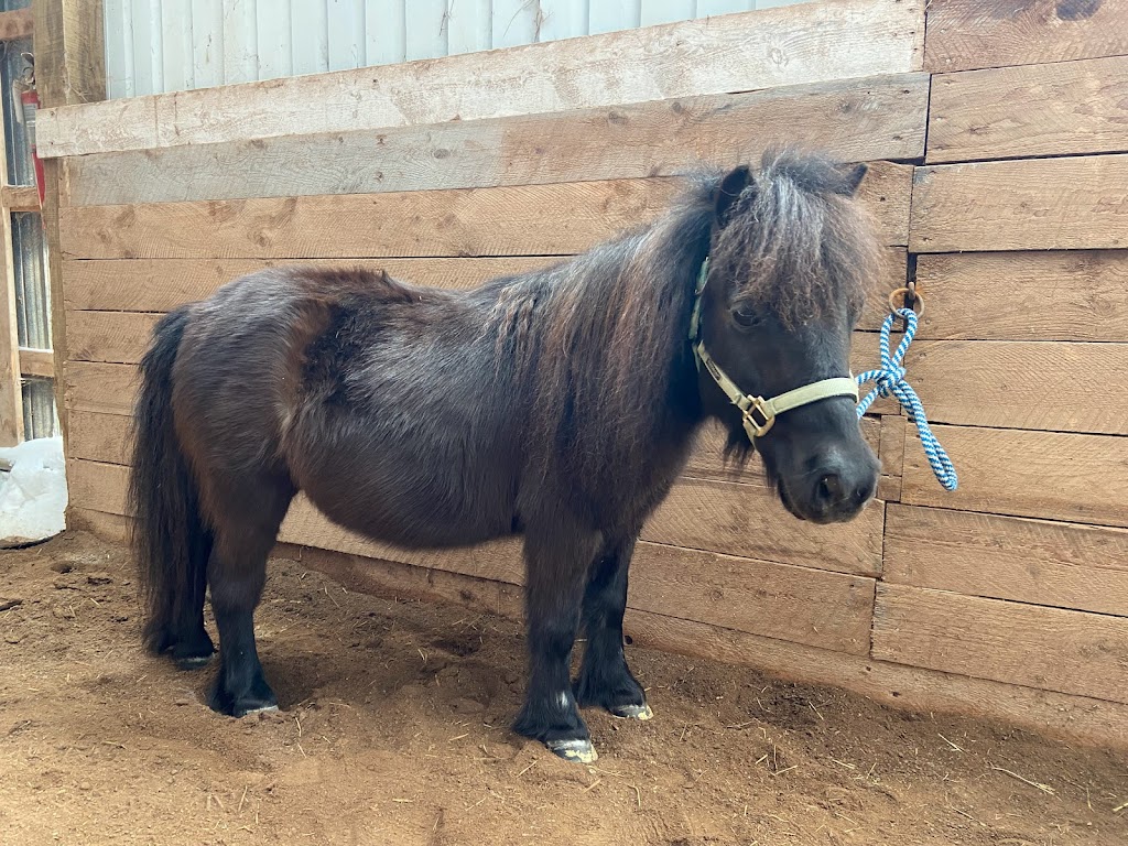 Beloved Miniature Horses | 243 Scotch Settlement Rd, Irishtown, NB E1H 1R2, Canada | Phone: (506) 860-0514