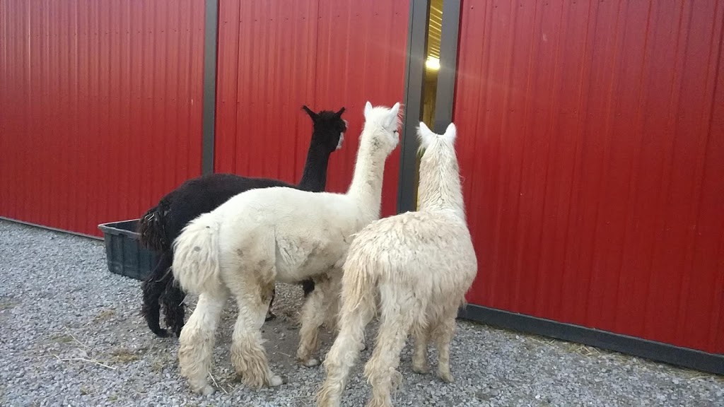 Riverside oasis farm | 6696 Canborough Rd, Wellandport, ON L0R 2J0, Canada | Phone: (289) 442-5733