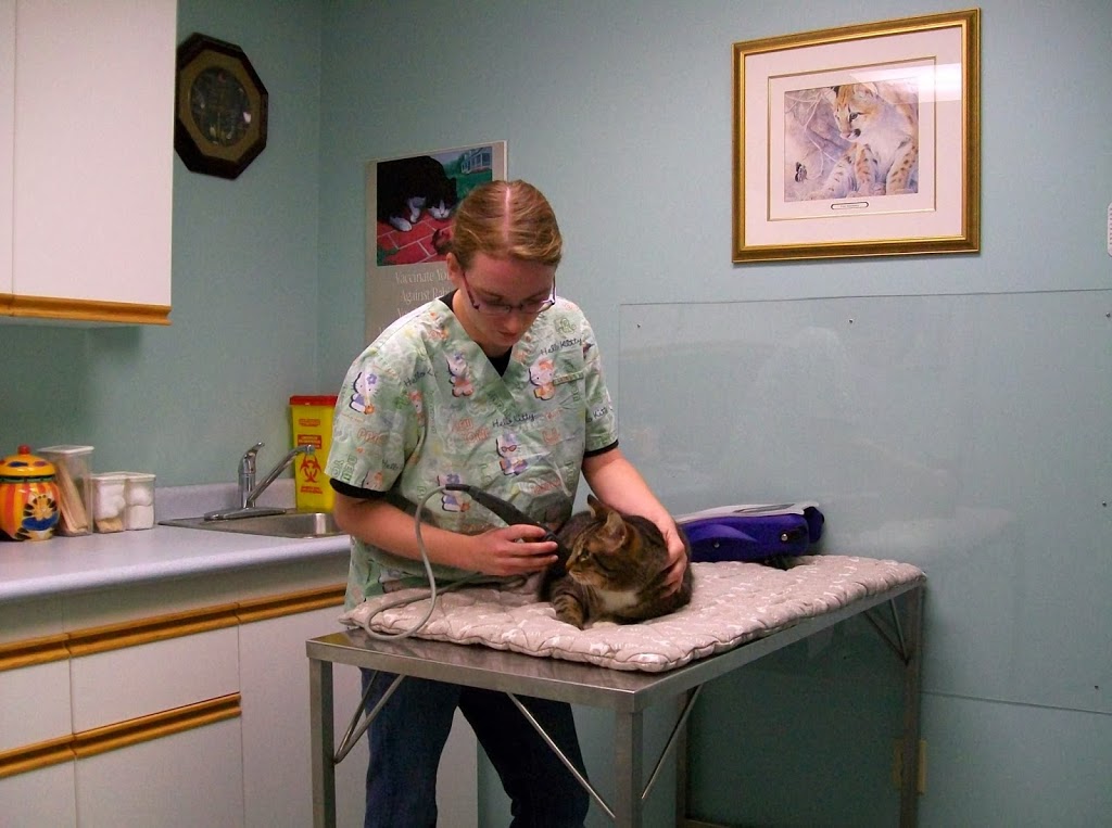 Village Cat Clinic | 356 Wilson St E, Ancaster, ON L9G 2C2, Canada | Phone: (905) 304-7877