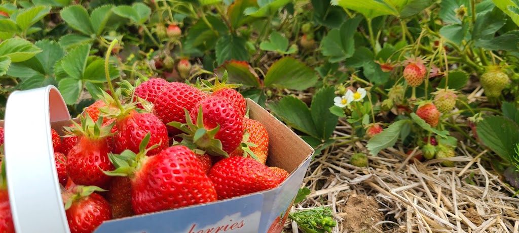 Les Petits Fruits de Pré den Haut | 839 Pré DEn Haut St, Memramcook, NB E4K 1K8, Canada | Phone: (506) 758-0987