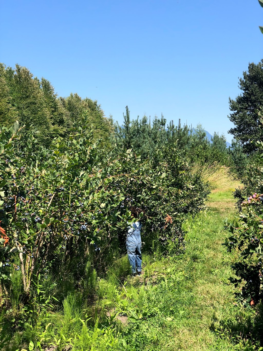 Formosa Nursery | 12689 203 St, Maple Ridge, BC V2X 4A1, Canada | Phone: (604) 465-3359