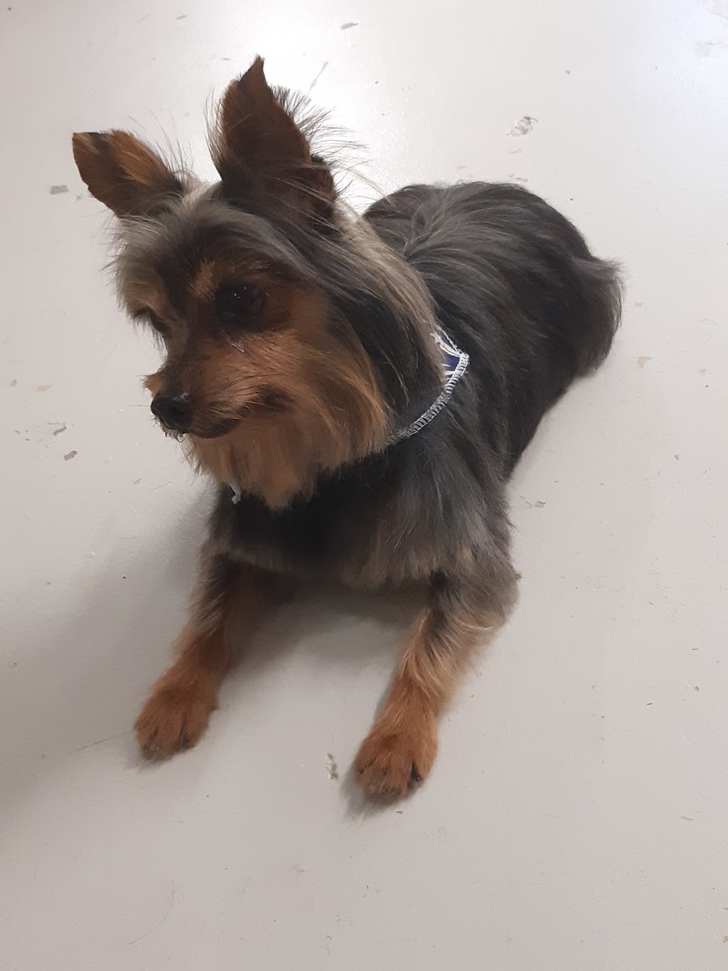 Cicis Coiffure Canine | 3480 Rue College, Sherbrooke, QC J1M 0B8, Canada | Phone: (819) 349-6852
