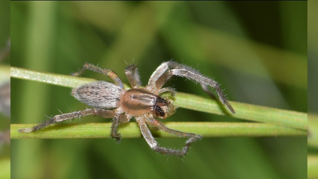 Top line pest control | 15677 98 Ave, Surrey, BC V4N 2W9, Canada | Phone: (604) 551-6504