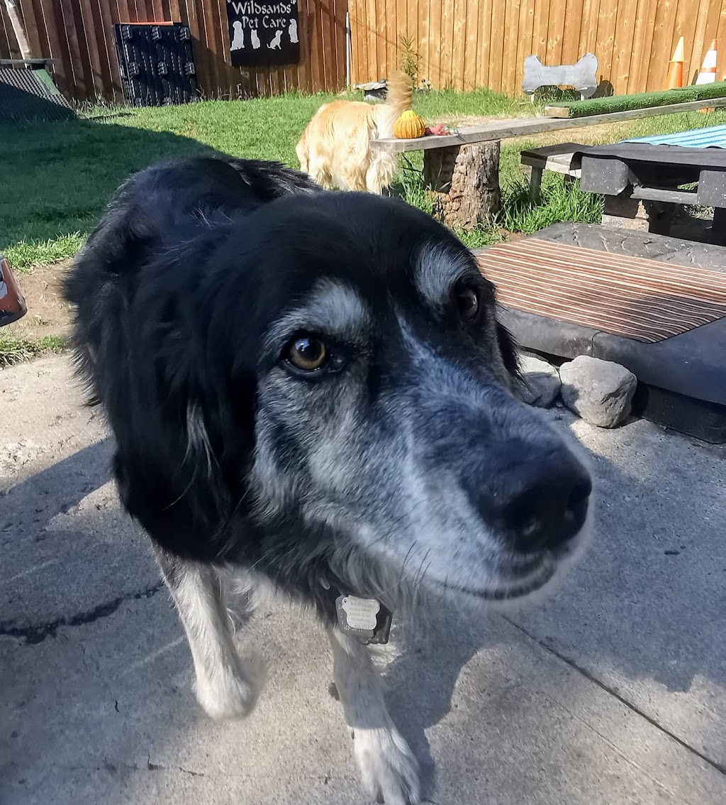 Wildsands Petcare & training | 321 61 Ave SW, Calgary, AB T2H 2W7, Canada | Phone: (403) 816-3192