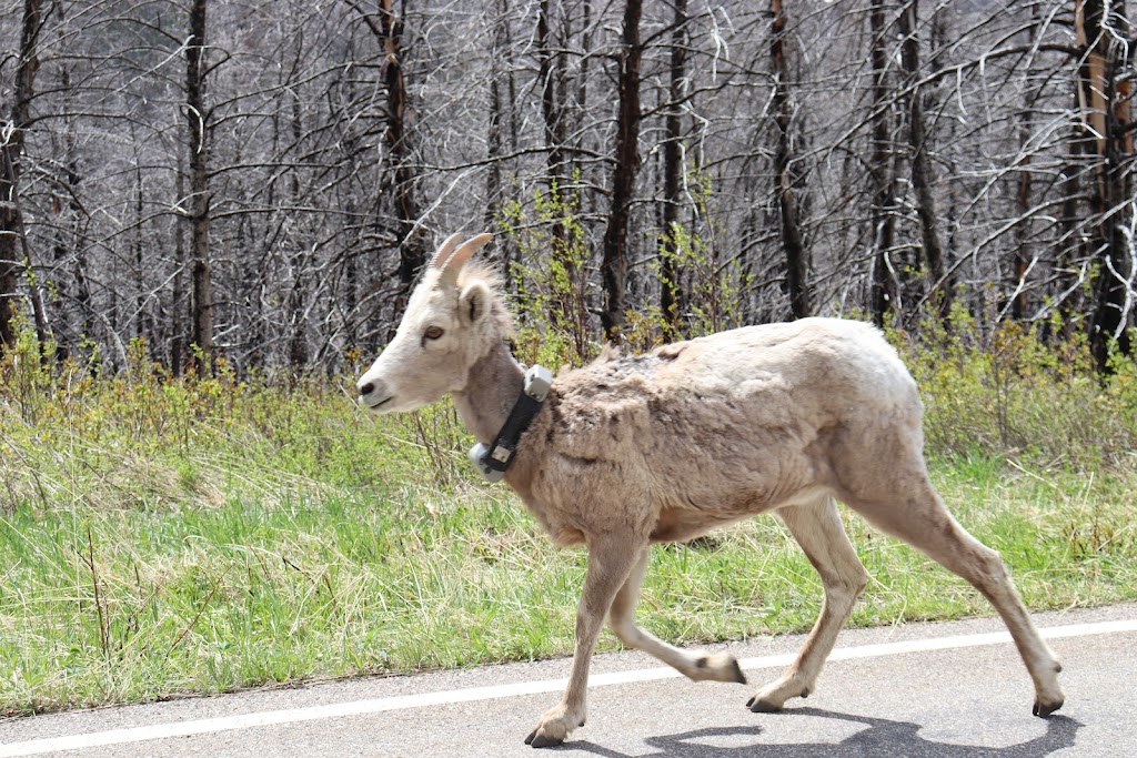 Waterton Lakes National Park Visitor Centre | 404 Cameron Falls Dr, Waterton Park, AB T0K 2M0, Canada | Phone: (403) 859-5133