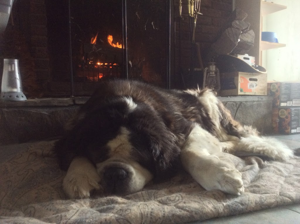 K9 Kollege, Kennels and Cattery | 119 Locust Hill Ln, Locust Hill, ON L0H 1J0, Canada | Phone: (905) 294-1124