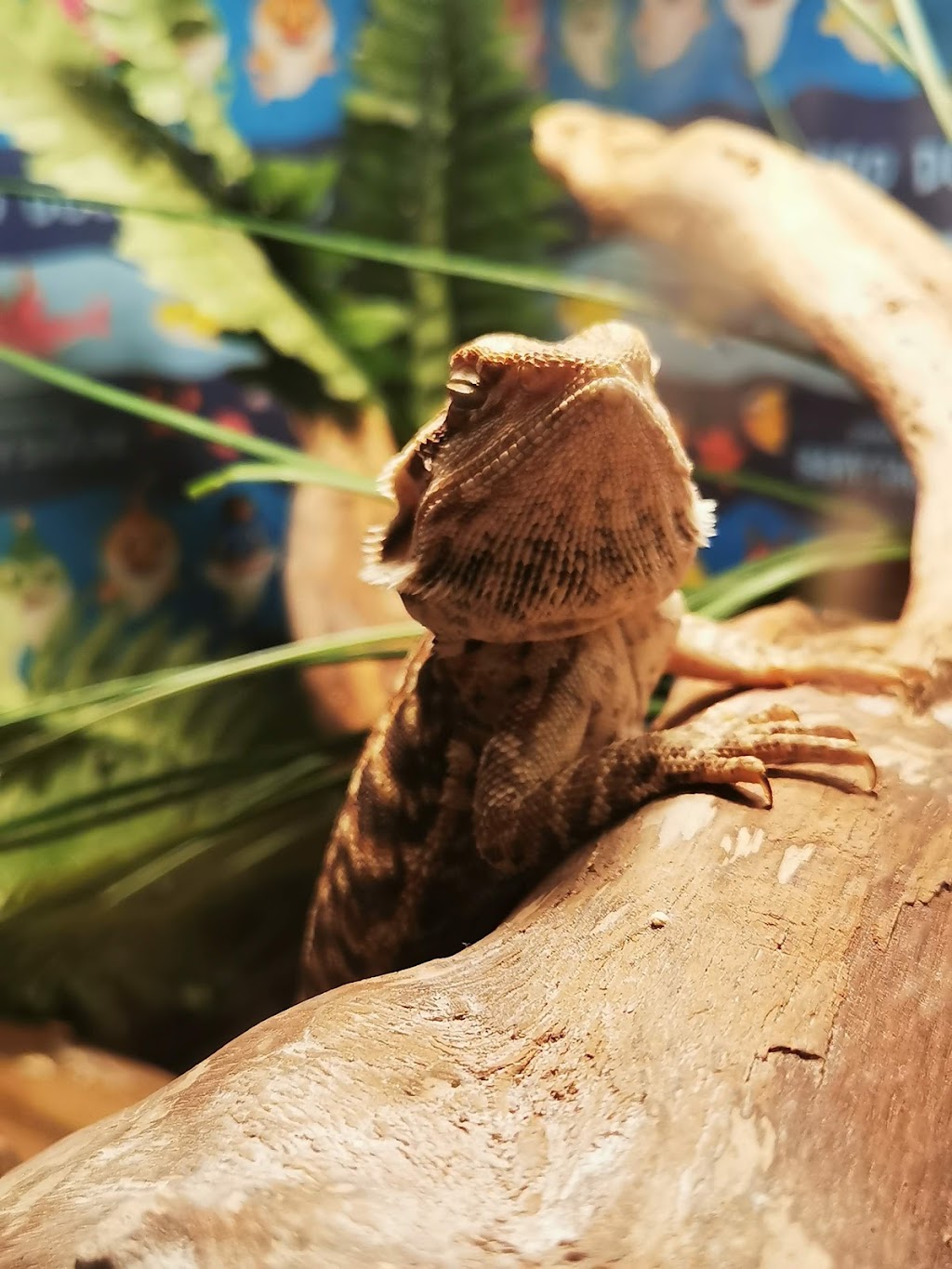 Mackinnon Reptiles | 182 Foster St, Berwick, NS B0P 1E0, Canada | Phone: (902) 691-0455