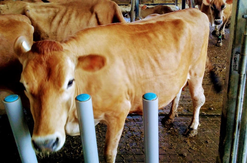 Millers Dairy | 7280 County Rd 9, Creemore, ON L0M 1G0, Canada | Phone: (705) 466-2525