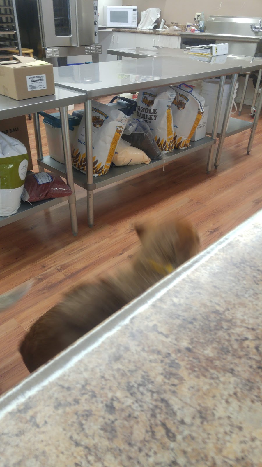 Dogs We Love Inc | 328 Broadway, Orangeville, ON L9W 3M7, Canada | Phone: (519) 940-3598