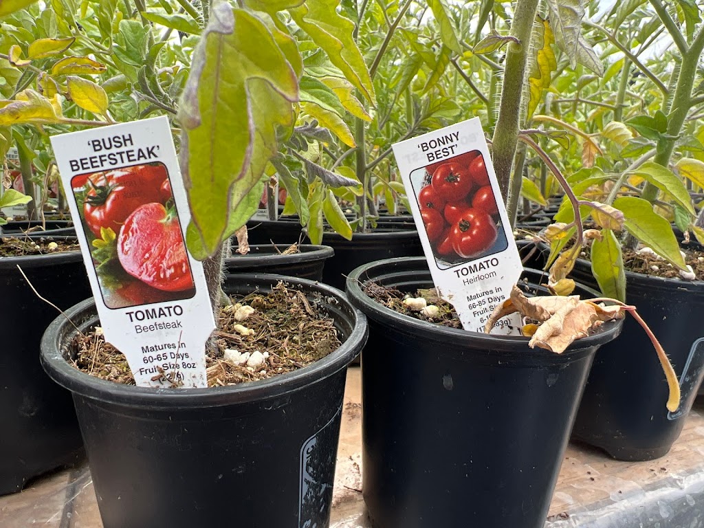 Kastle Gardens Greenhouse | 95054 Range Road 15-5, Taber, AB, Canada T0K, Taber, AB T1G 2C6, Canada | Phone: (403) 651-6736