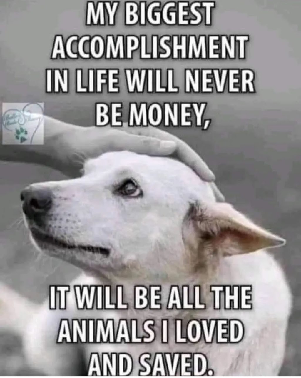 Canadian Foundation CFSAC STOP Animal Cruelty | 6 Pine Ridge Trail, Barrie, ON L4M 4Y8, Canada | Phone: (647) 719-2247