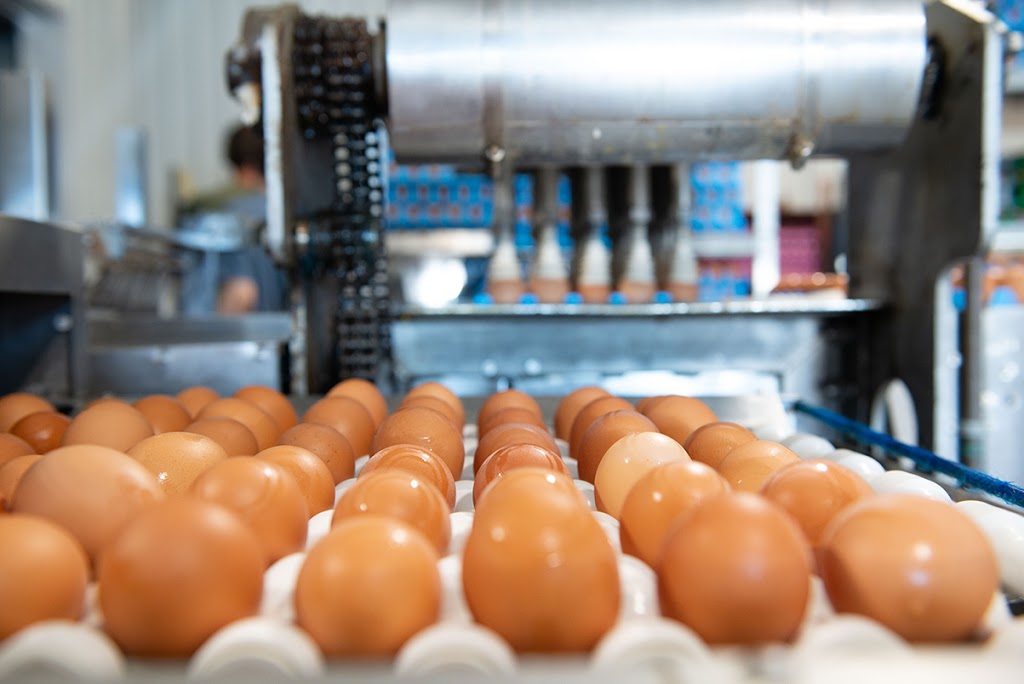 Nature Plus Eggs | 6880 Line 86, Elmira, ON N3B 2Z3, Canada | Phone: (519) 998-2570