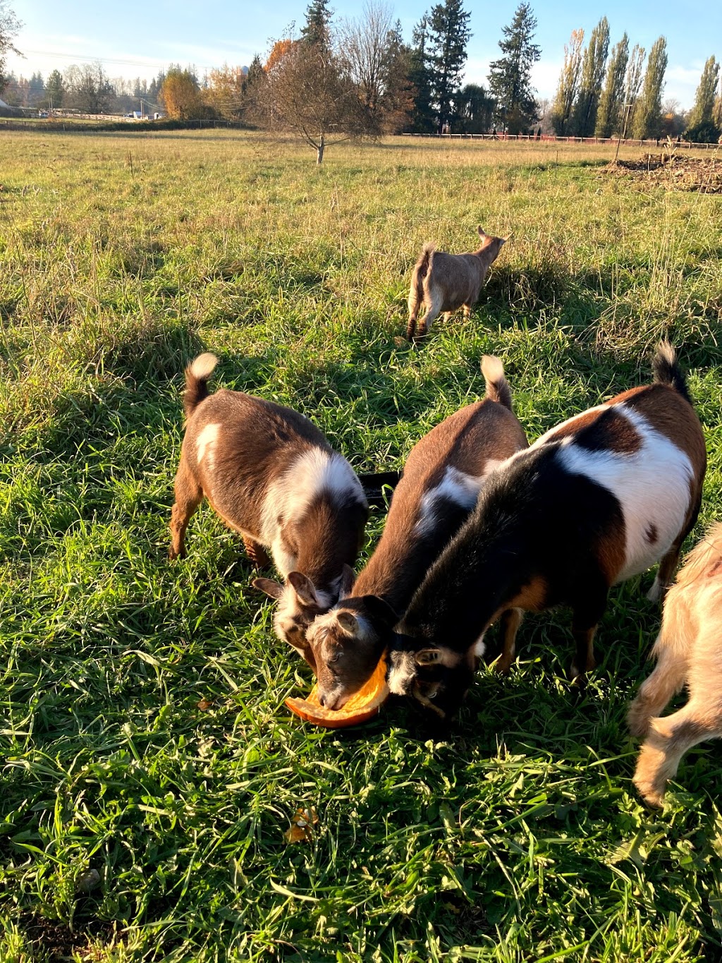 Early Bird Family Farm | 2768 256 St, Langley Twp, BC V4W 1Y4, Canada | Phone: (604) 614-6184