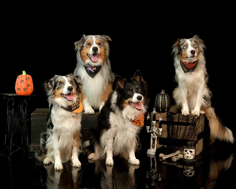 Paws a moment photography | 318 Beckett Crescent, Pelham, ON L0S 1E4, Canada | Phone: (289) 969-0661