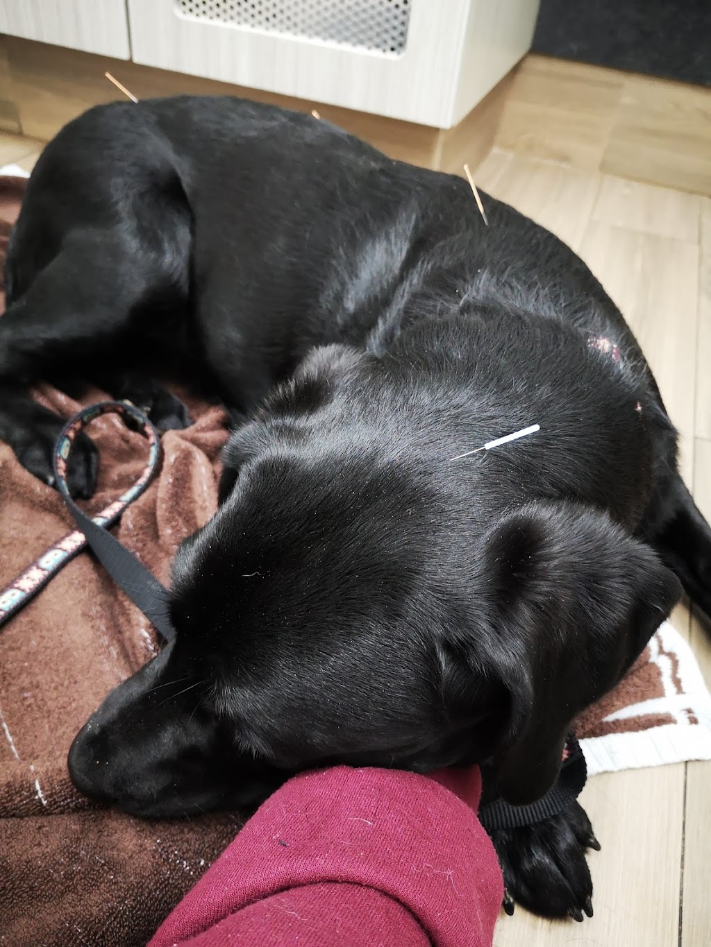 Bronte Village Animal Hospital | 2385 Lakeshore Rd W, Oakville, ON L6L 1H4, Canada | Phone: (905) 465-1738