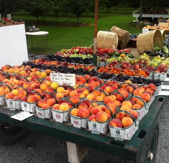 Quiet Acres | 672 Lakeshore Rd, Niagara-on-the-Lake, ON L0S 1J0, Canada | Phone: (905) 651-4232