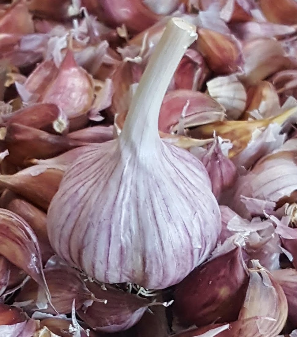 Durant Gourmet Garlic | 7272 L & a Rd, Vernon, BC V1B 3S8, Canada