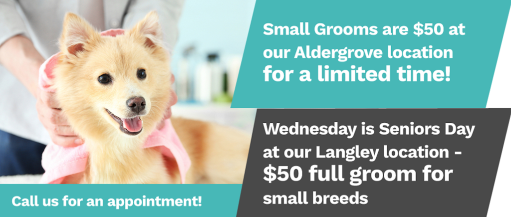 Urban Pets | 21183 88 Ave, Langley City, BC V1M 2G5, Canada | Phone: (604) 455-9389