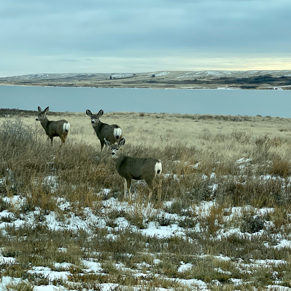 Sandy Shores Resort | 1 SW of the Gardiner Dam Spillway on Lake Diefenbaker Gardiner Dam, Coteau No. 255, SK S0L 2E0, Canada | Phone: (306) 249-2939