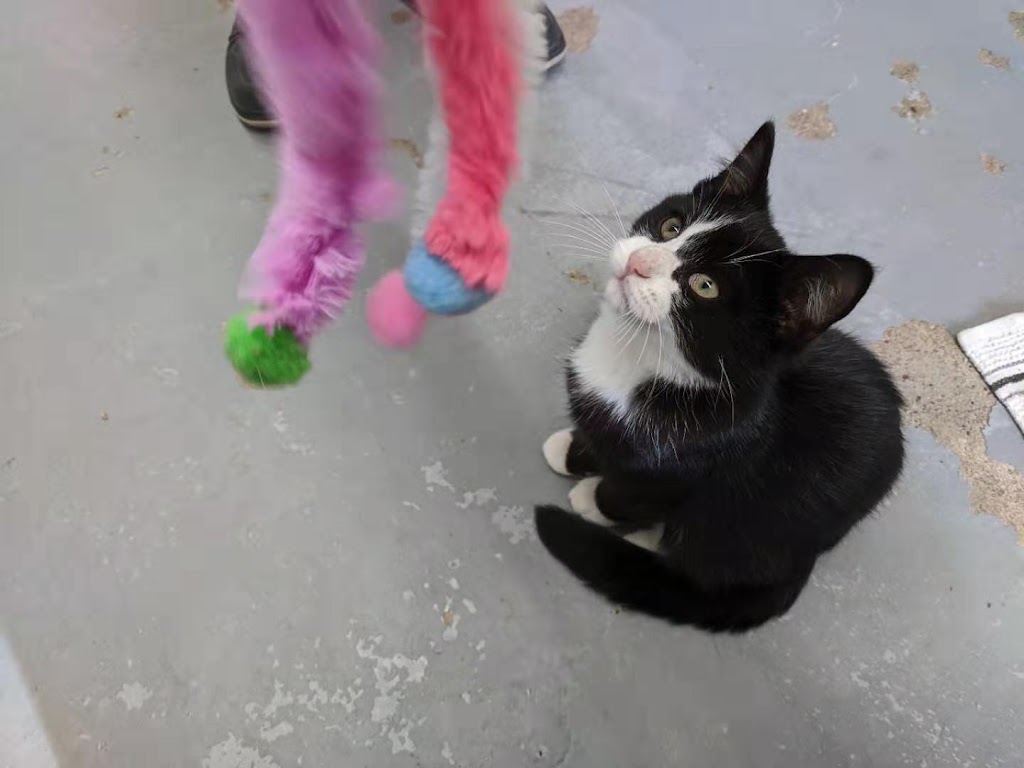 Upper Credit Humane Society | 5383 Trafalgar Rd, Erin, ON N0B 1T0, Canada | Phone: (519) 833-2287