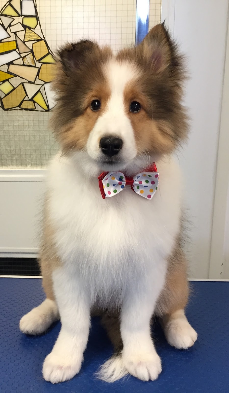Dogfather Grooming | 2817 Bishop Mountain Rd, Kingston, NS B0P 1R0, Canada | Phone: (782) 352-1051