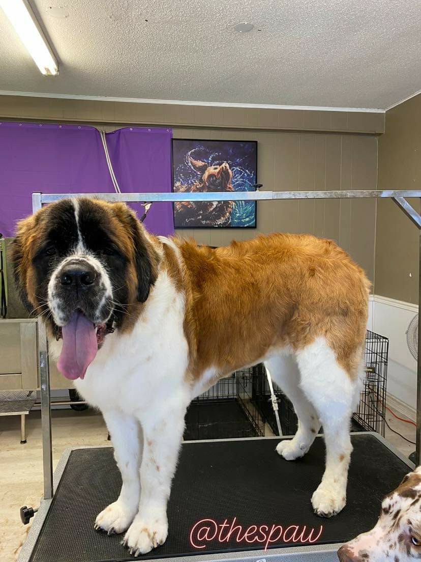 The Spaw Grooming By Amanda | 2376 County Rd 92, Elmvale, ON L0L 1P0, Canada | Phone: (705) 715-3286
