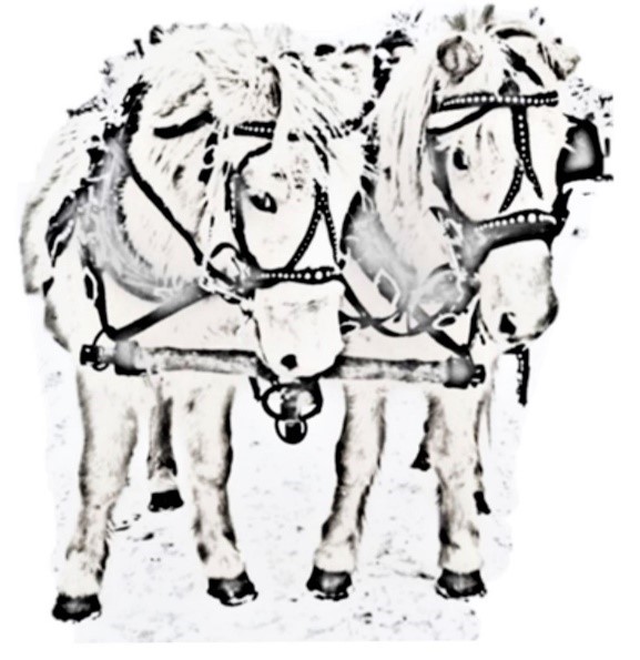 TNT Harness & Tack | 38118 Rd 64W, Holland, MB R0G 0X0, Canada | Phone: (204) 526-2549