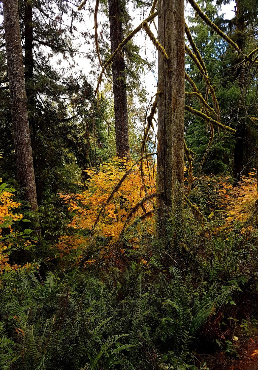Terry Fox Park | 1269 Riverside Dr, Port Coquitlam, BC V3B 7W5, Canada | Phone: (604) 927-5411