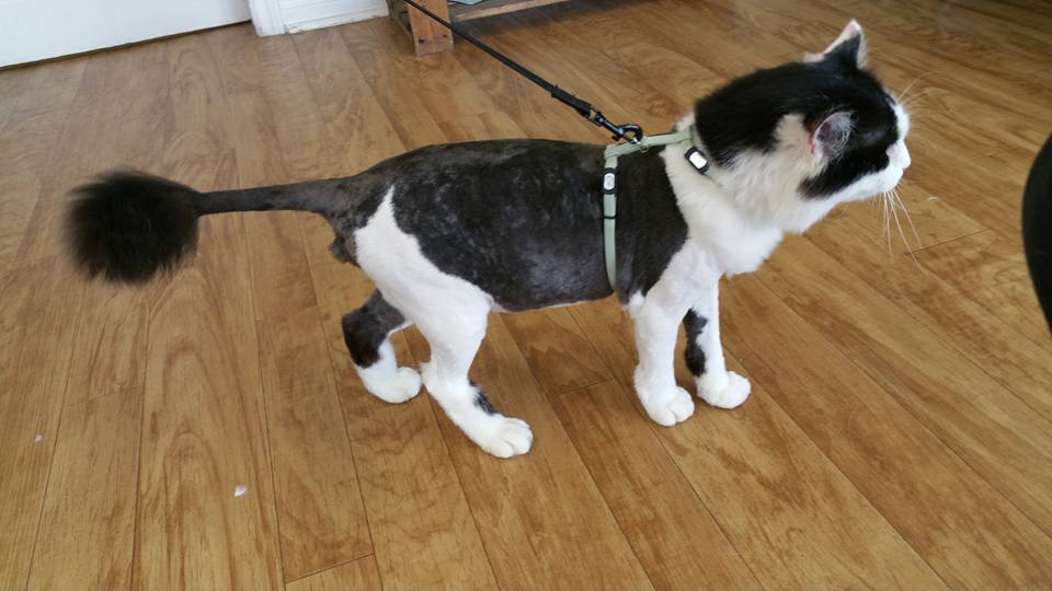 Kibbles n Clips | 485 Sackville Dr, Lower Sackville, NS B4C 2S1, Canada | Phone: (902) 865-5244