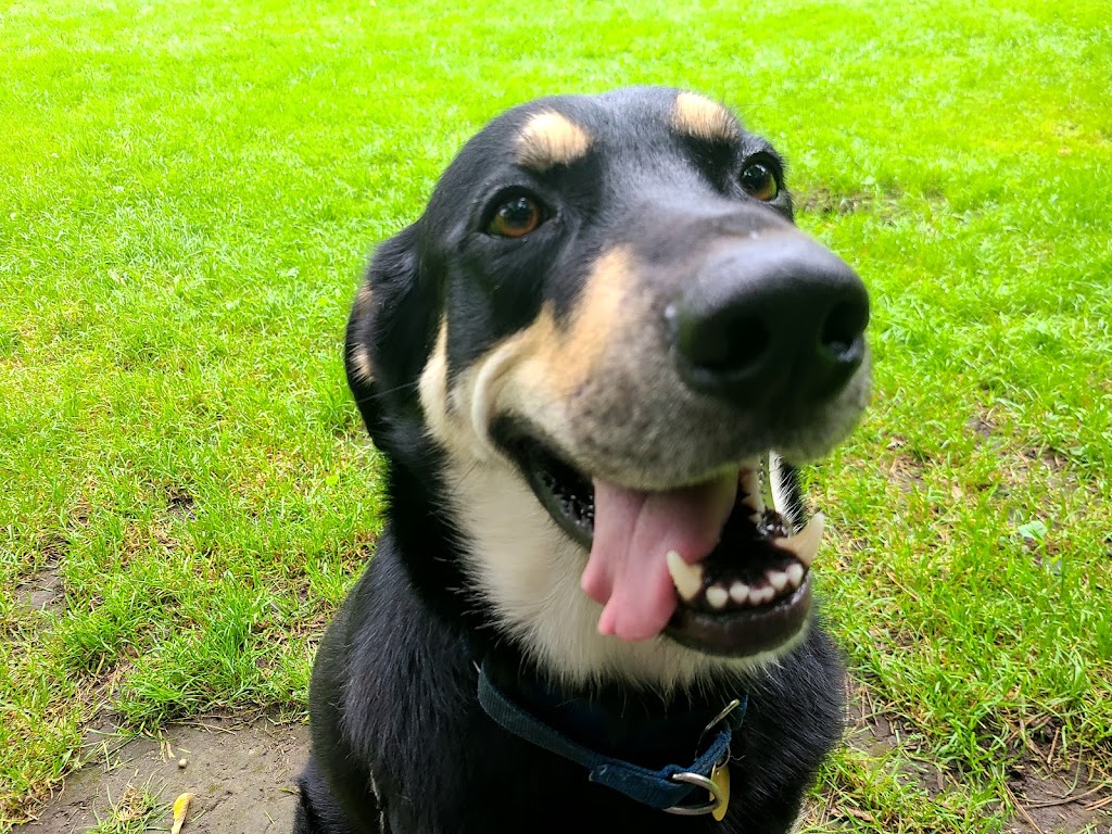 Snouts Out Dog Walking & Boarding | East York, Toronto, ON M4C 3Y7, Canada | Phone: (416) 489-4003